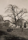 Bäume spritzen 1955